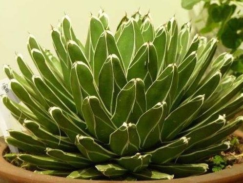 此款盆栽花卉,一树多色花,沾水就疯长,茎壮花爆盆,懒人超好养