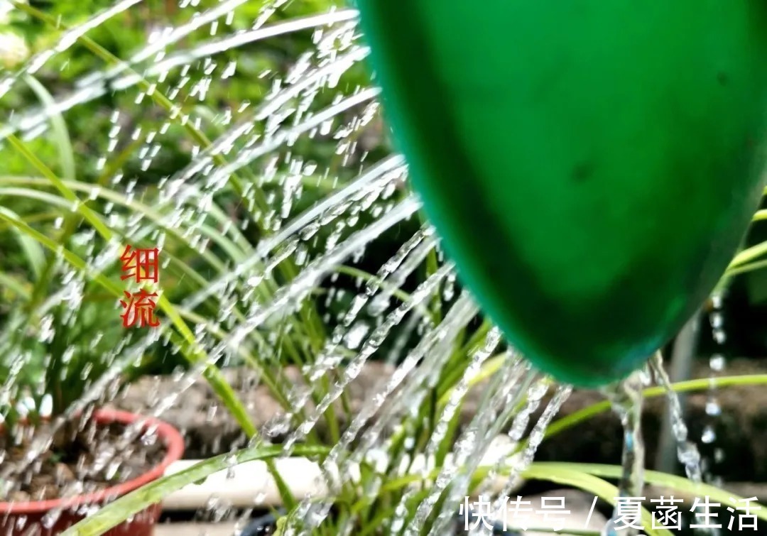 兰友|兰花用什么水浇最好？这种水，比天然的雨水更妙