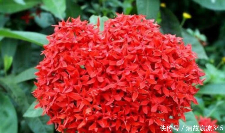 花量|喜欢家中养花,就养开花漂亮好养活,花量大花期长的花