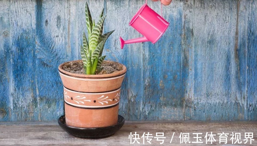 养花浇水不能大意,学会这些技巧,植物养得郁郁葱葱