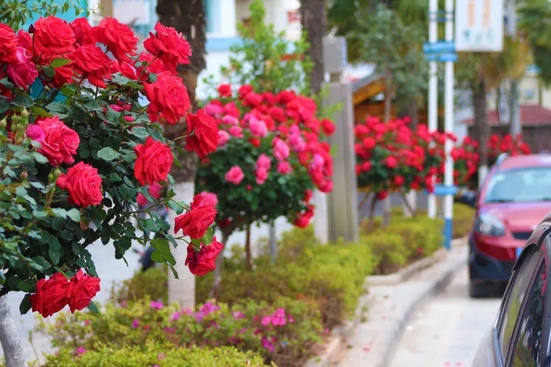 【怒江旅游】五月赏花来兰坪，月季花开香满城