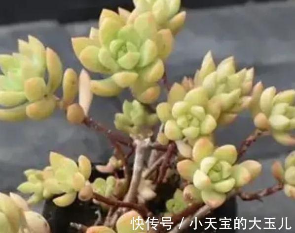 3种多肉大普货,简单养殖变成手捧花,价值翻了好几倍