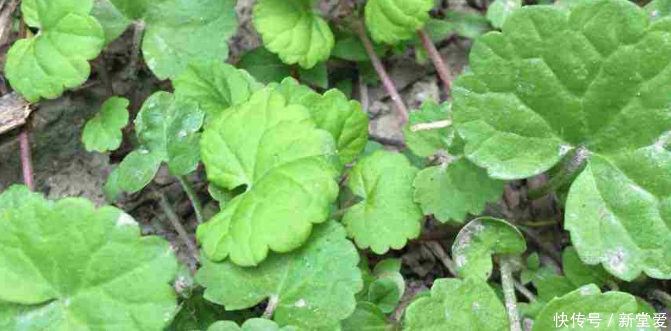 野草|农村人称“活血丹”的野草,活血化瘀功效好,集市上卖到10元一斤