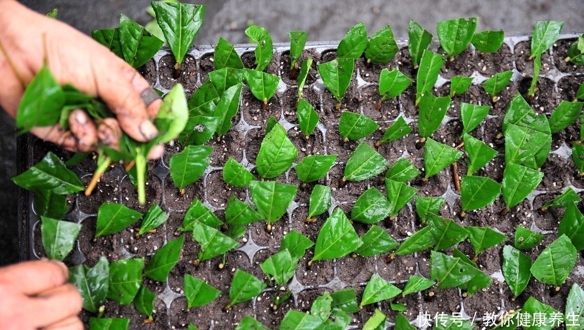 6月扦插走起,5种草花插一盆活一盆,成活就能爆花