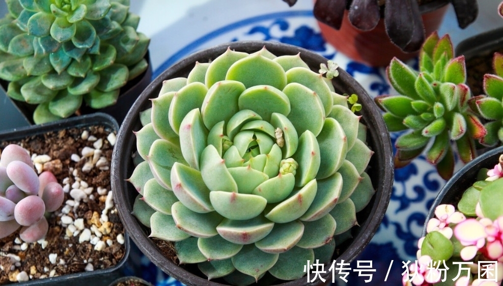 露娜莲|多肉露娜莲怎么养护,掌握4个点,彩色层次分明十分美丽