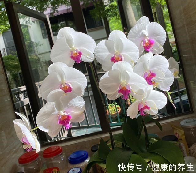 养蝴蝶兰,牢记“4透”,开花一茬接一茬!