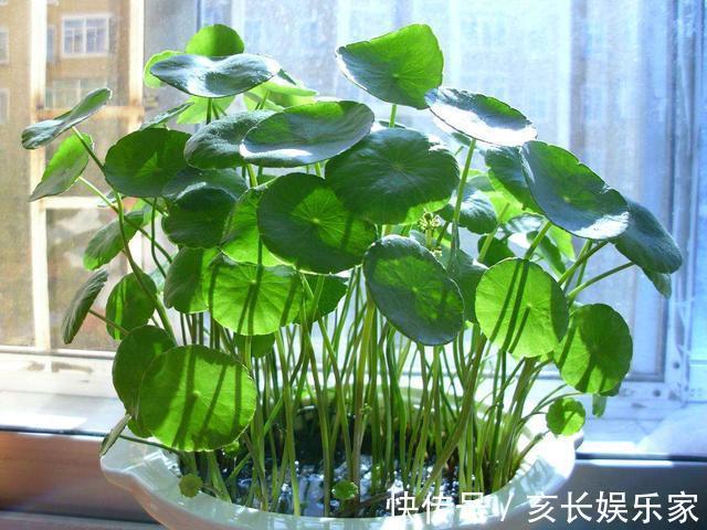 叶片圆滚滚寓意能招财，家里养一盆“铜钱草”，家里人跟着幸福