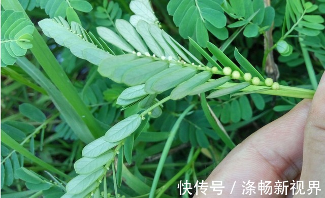 中药材|别名叫“阴阳草”,听见都害怕,却是很好的中药材,现在很少见到