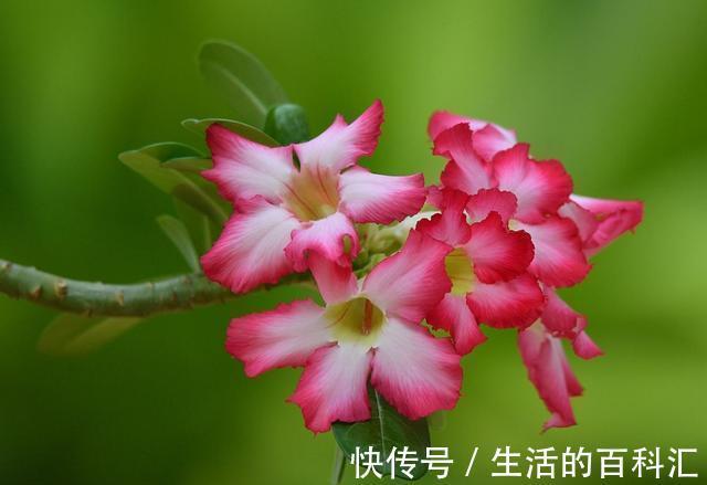 沙漠玫瑰|农历7月27日开始,养花养个耐看的,幽香暗淡,扦插一根枝条就活