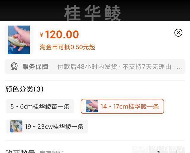 上海钓友钓到“沉香鱼”,选择立马放生,网友观后却气得直拍大腿