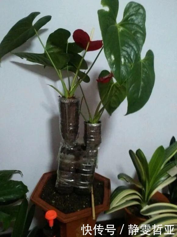 虎皮兰,红掌,吊兰养成老桩，变成大树，真壮观