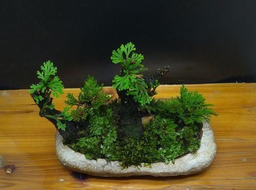 卷柏|它是花卉界的“小强”，5年不浇水也能活，检测环境，做盆景更棒