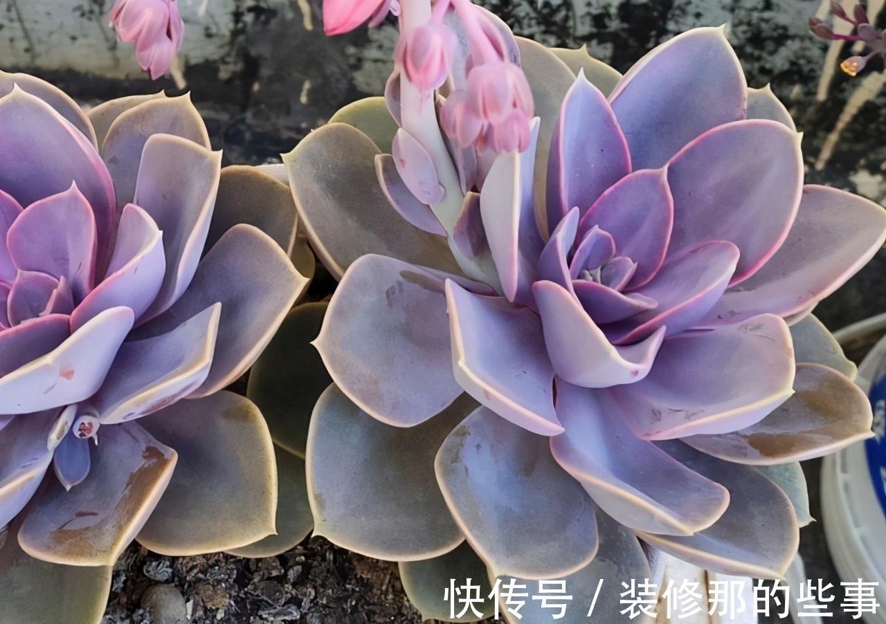 徒长|阳台党打心底里喜欢的多肉不多，紫珍珠算一个，群生的老桩真漂亮