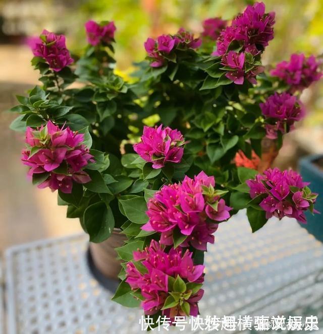 45种三角梅品种,红、橙、黄、绿、白、紫,每一种都很好看!