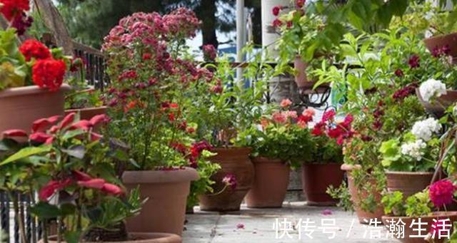 发酵|养花发酵肥水时间太久，教你1个“小技巧”，20多天就能用