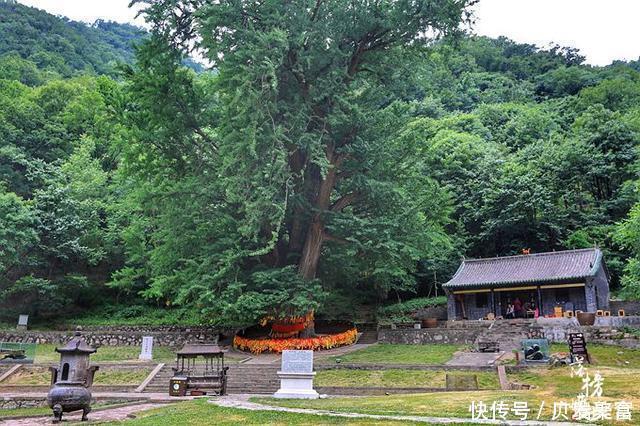 大事|愚公移山处有颗神奇古树，一遇大事就会断一根树枝，原因迄今成谜