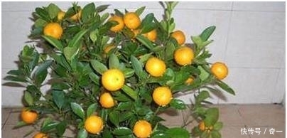 我在阳台用花盆种了这八种果树后，一年到头都没买水果！