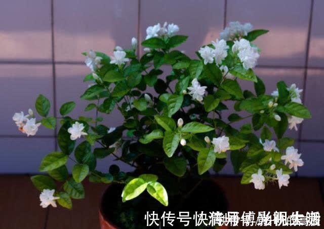 新手|养茉莉花有5个常见问题,对于新手来说,避免才能花开不断不黄叶