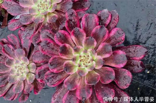 9种多肉,贵且难养,怕晒怕淋爱秃长,买了多半成鸡肋