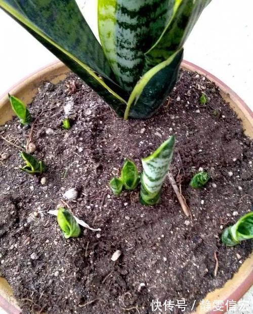 养虎皮兰,营养水7天浇一次,叶子亮又绿,边开花边长芽!