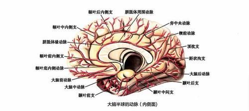  受损|脑供血不足的症状有哪些？