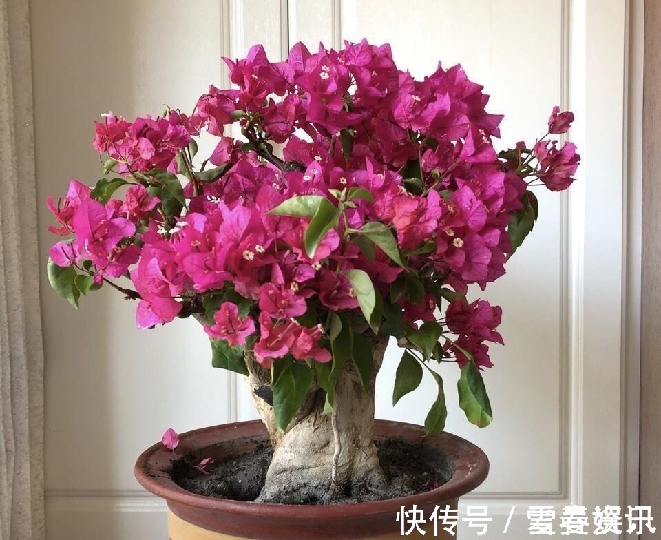 4种“便宜花”,多修剪少浇水,养成高价盆景,价格翻倍