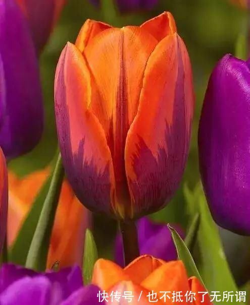 龟甲牡丹|世界上最名贵的花,一盆就是一座房子!