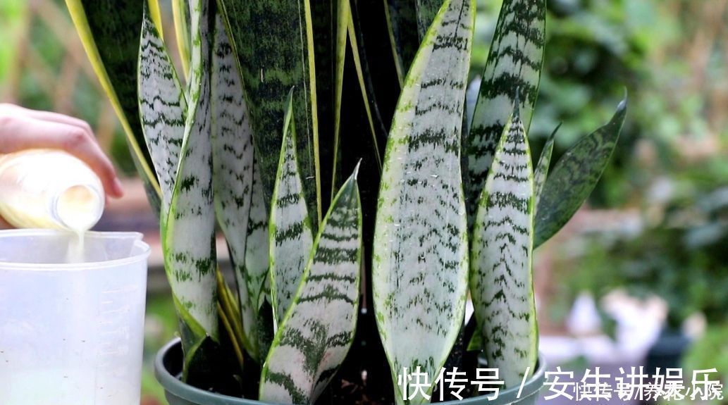 养分|虎皮兰爱喝“3种水”，经常用它浇一浇，不断冒新芽