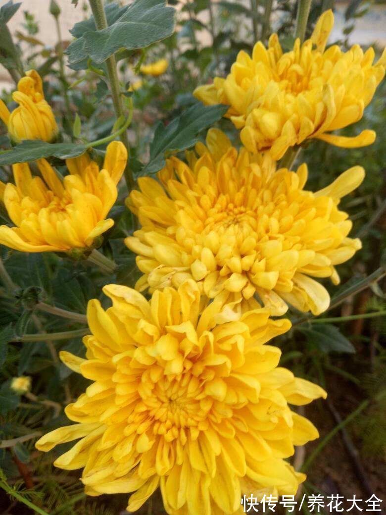 老年人喜欢的7种花,一看见就走不动路,年纪越大越喜欢
