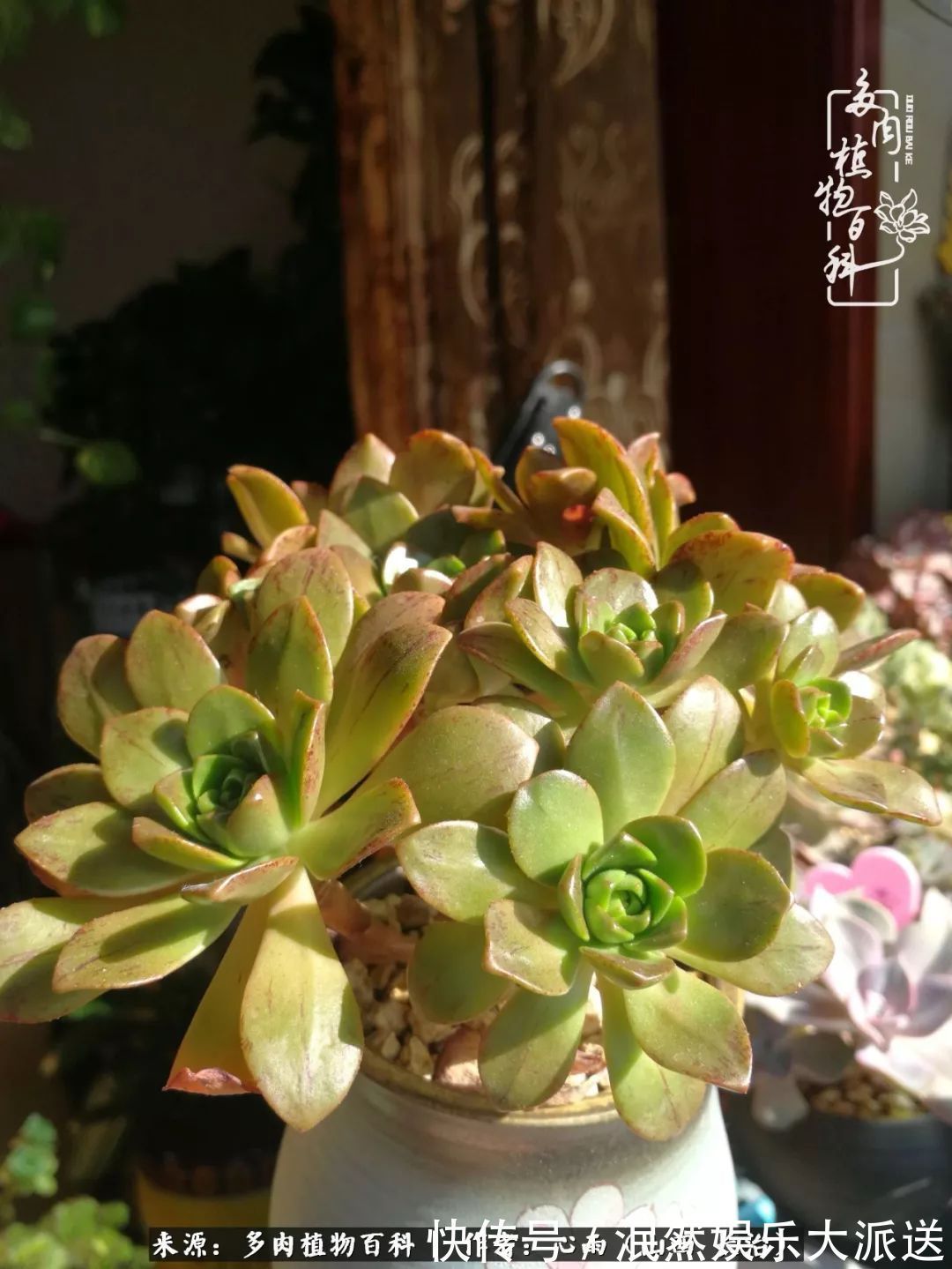 蚧壳虫|为肉痴狂!多肉植物也会用最美的容颜报答我们的勤劳付出!