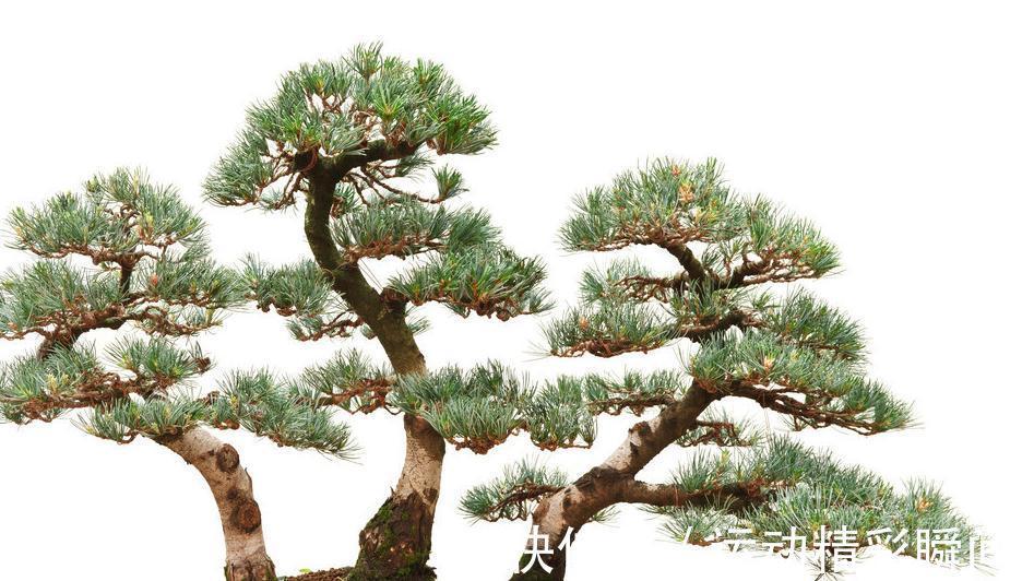 盆景也分阴阳，正确分出盆景耐阴还是喜阳，能更好的管理好盆景