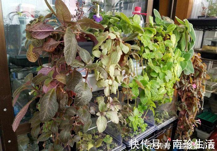 冬天|6种耐阴开花两不误的花，冬天养护也简单，开花很亮眼