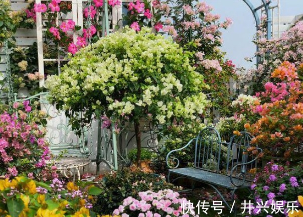 她在露台养了一种花,全年花开不断,犹如仙境,收获了近10万粉丝