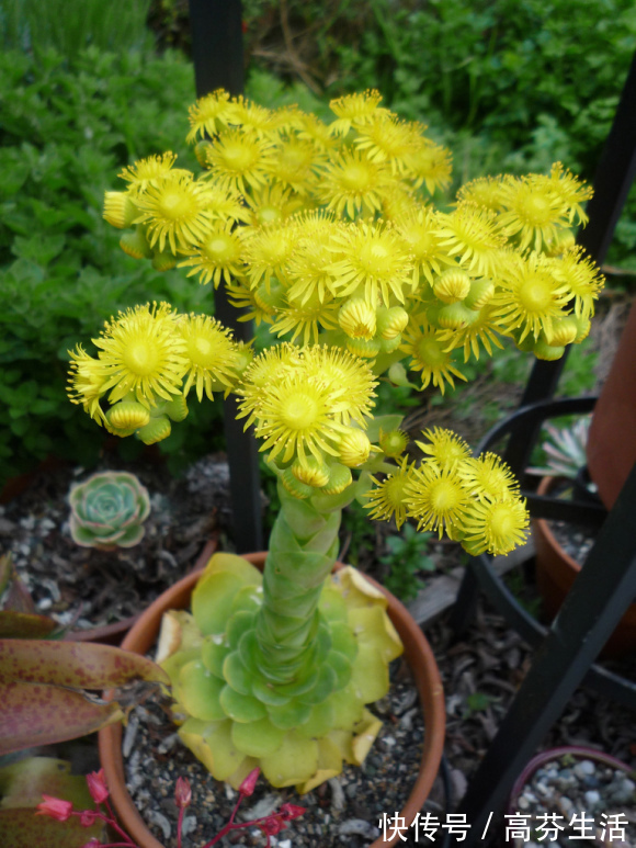 观音莲|开花会死的多肉名单,你家要有养,看见花箭就“给一刀”