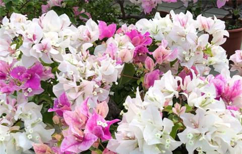 三角梅不开花 夏天 虐一虐 花芽直冒 盆盆开满花 粉紫色 三角梅不开花 夏天 虐一虐 花芽直冒 盆盆开满花 粉紫色