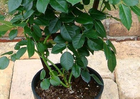 3种花枝条活性高，现在扦插正合适，15天就生根，当年就开花