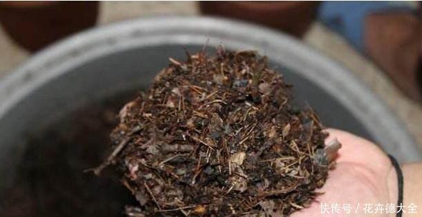 小技巧|家里养君子兰,一个施肥小技巧,叶片长得又厚又大,花开得非常多