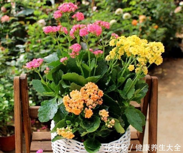 家庭养花选谁合适首选4种花,好看又好养,花期长、开花数量多!