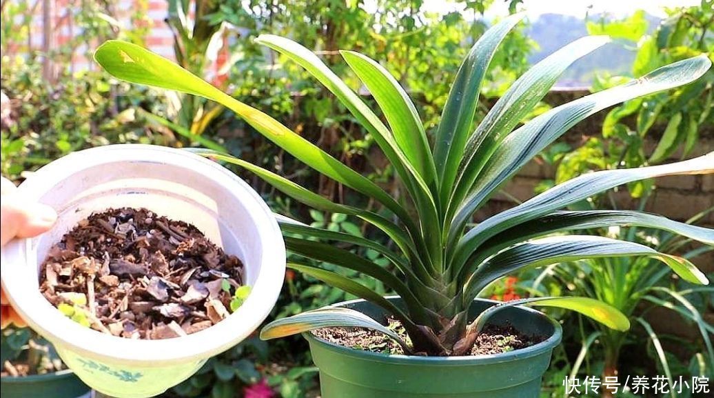 花友们|营养土不用买，几种材料掺一起，养分充足又松软，适合养各种花