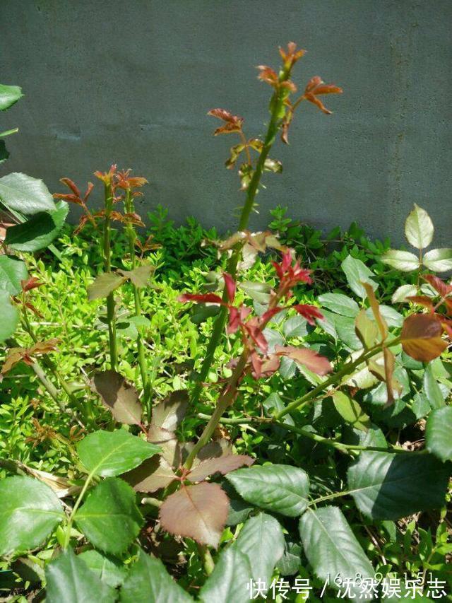 枝条|独干月季怎么养才会枝繁叶茂开花爆盆老花匠只需一招,长见识了