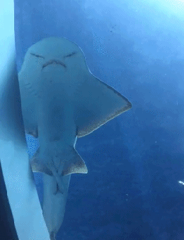 |搞笑GIF:有这样的男朋友,给老娘来一打