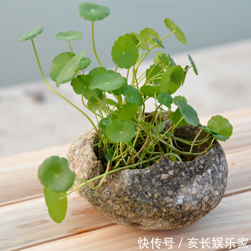铜钱草“超爱”1种肥，半月浇1次，蹭蹭长爆盆，叶子比硬币大3倍