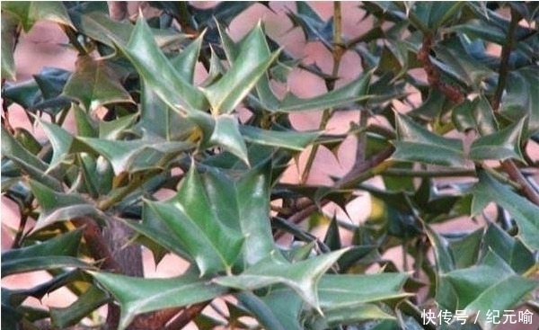 肝肾|生长在农村玩的一怪树，居然是补肝肾的好东西