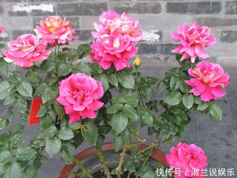 老花匠给的偏方,“蚊香灰”这么用,养花长得壮,也能驱虫子