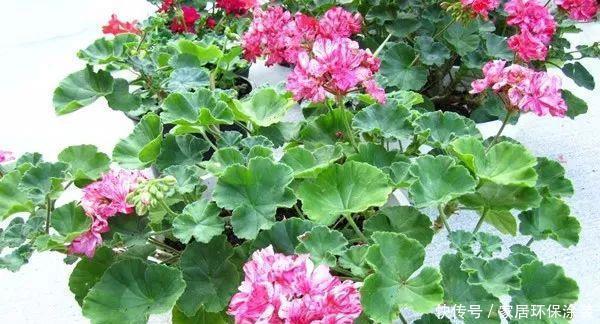 这个花随便掐个枝条就能养爆盆！