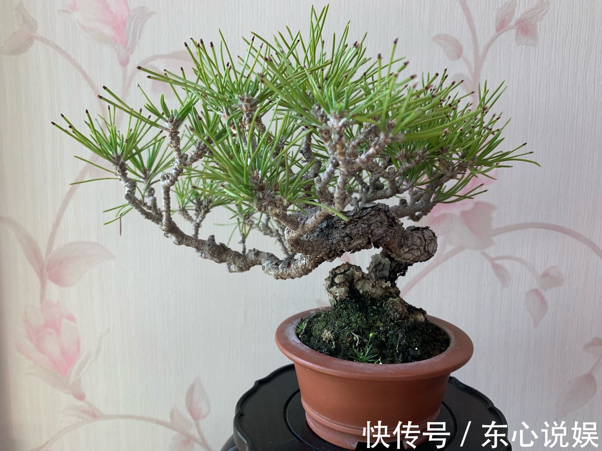 盆景|黑松盆景蓄枝让枝条快速增粗的方法摇动枝条增粗法,想多粗都行