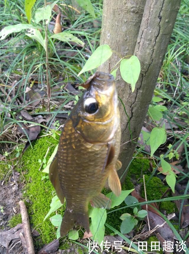 野钓小技巧浮漂做一个小改动,惊鱼几率大降