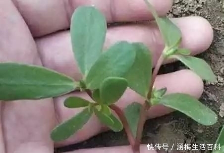 白头发|长在农村田间的野草,是白头发的“死对头”,已经有人用来赚钱