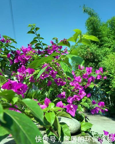  植株|三角梅开花不整虚的，只要你用对方法，北方也能满枝头花苞