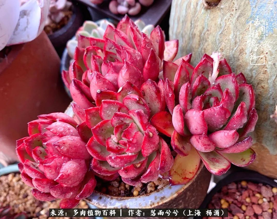 入坑7年多，从菜色到全状态，包邮区的多肉一样可以很美！